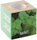 Lillepott Menta
