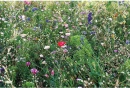 Lilleseemned SEEDLOPEBEE