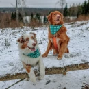 Koiran kolmio bandana