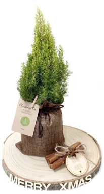 Omal soovil valitud taim potis