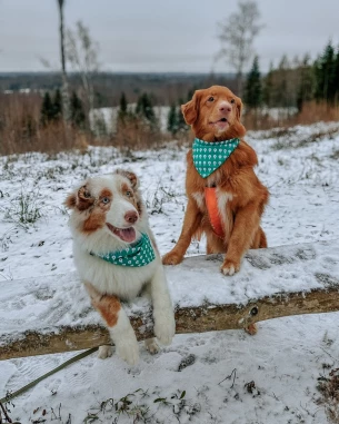 Dog triangle bandana