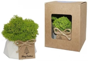 Sammal potis, Vahva kingiidee