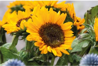 Lilleseemned Girasol