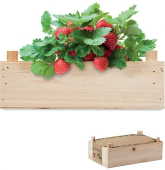 Maasikate kasvatamise komplekt STRAWBERRY