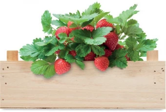 Maasikate kasvatamise komplekt STRAWBERRY