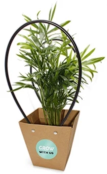 Omal soovil valitud taim potis