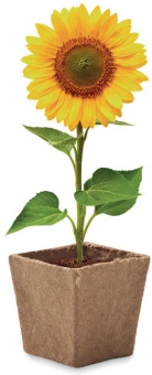 Päevalille komplekt Sunflower Kit