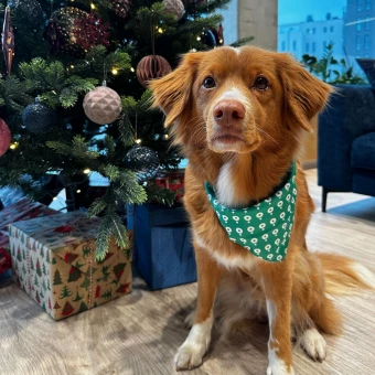 Koiran kolmio bandana