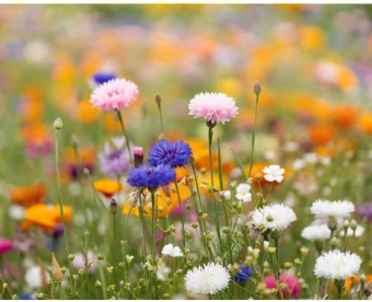 Seemnepaber Aside A4