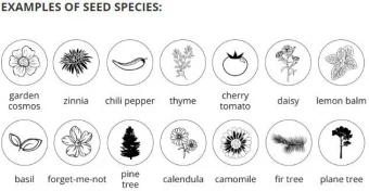 GROWING PENCIL pakkauksineen